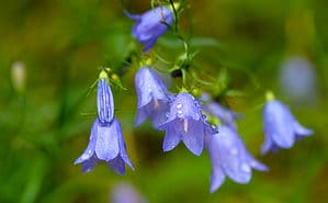 Discover The National Flower of Sweden: The Harebell Picture