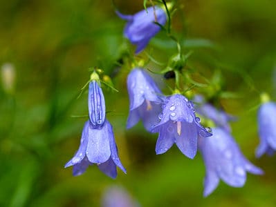 A Discover The National Flower of Sweden: The Harebell