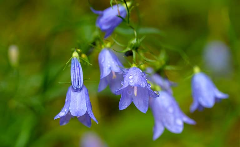Harebells (Campanula) wild flowers on summer meadow