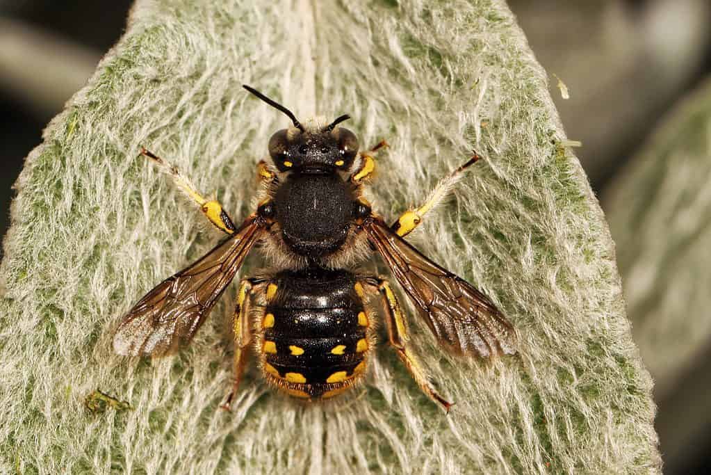 A female wool carder bee center frame with her back to the camera. Her head is pointing to the top of the frame. She is seen on a wiry leaf, collecting trichomes for her nest. The bee is principally black with yellow markings on it abdomen.
