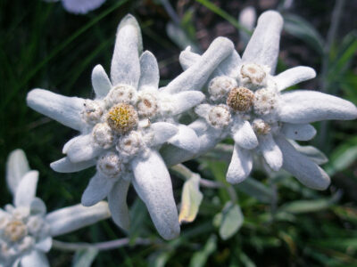 A Discover the National Flower of Switzerland: The Edelweiss