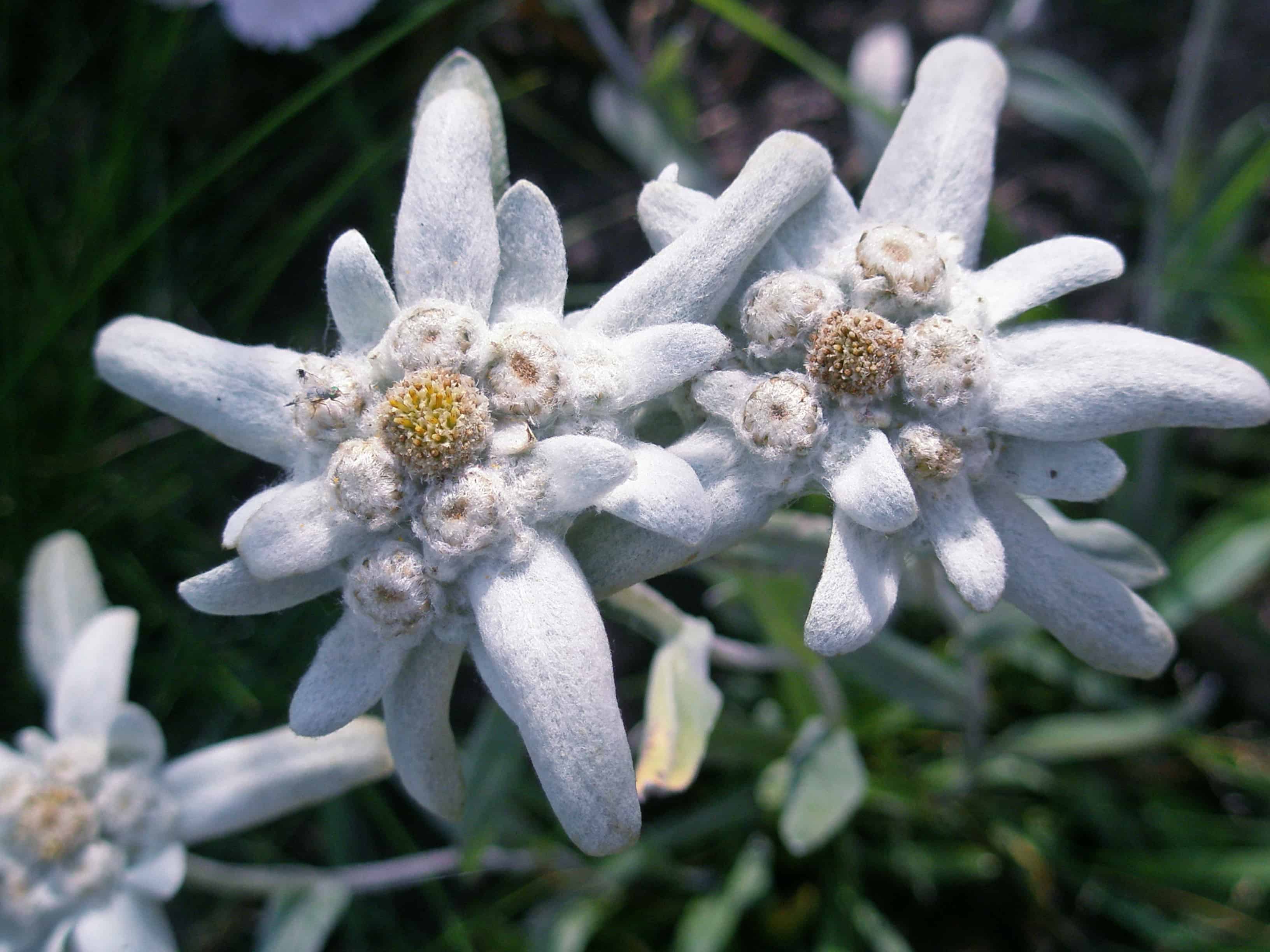Edelweiss Swiss National Flower Best Flower Site