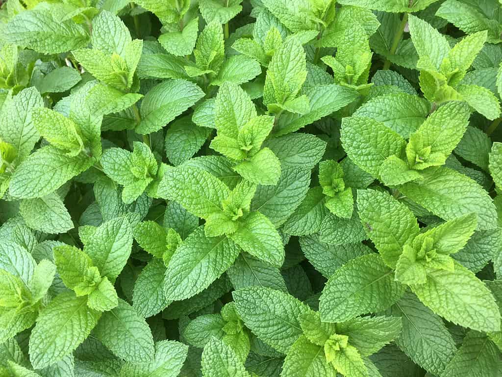 Close up of fresh green spearmint in the garden.