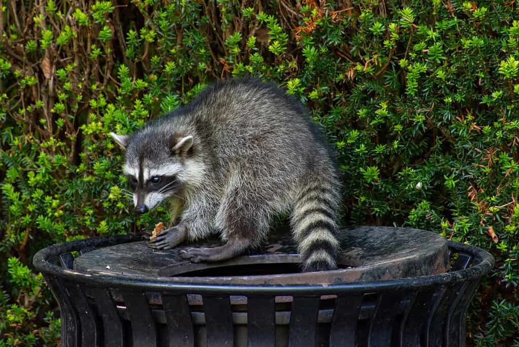 A close up of an Eastern Raccoon, with its black mask and bushy ringed tail.
