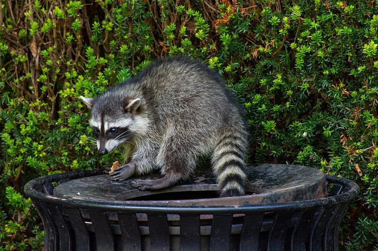 A raccoon steals food from the trash