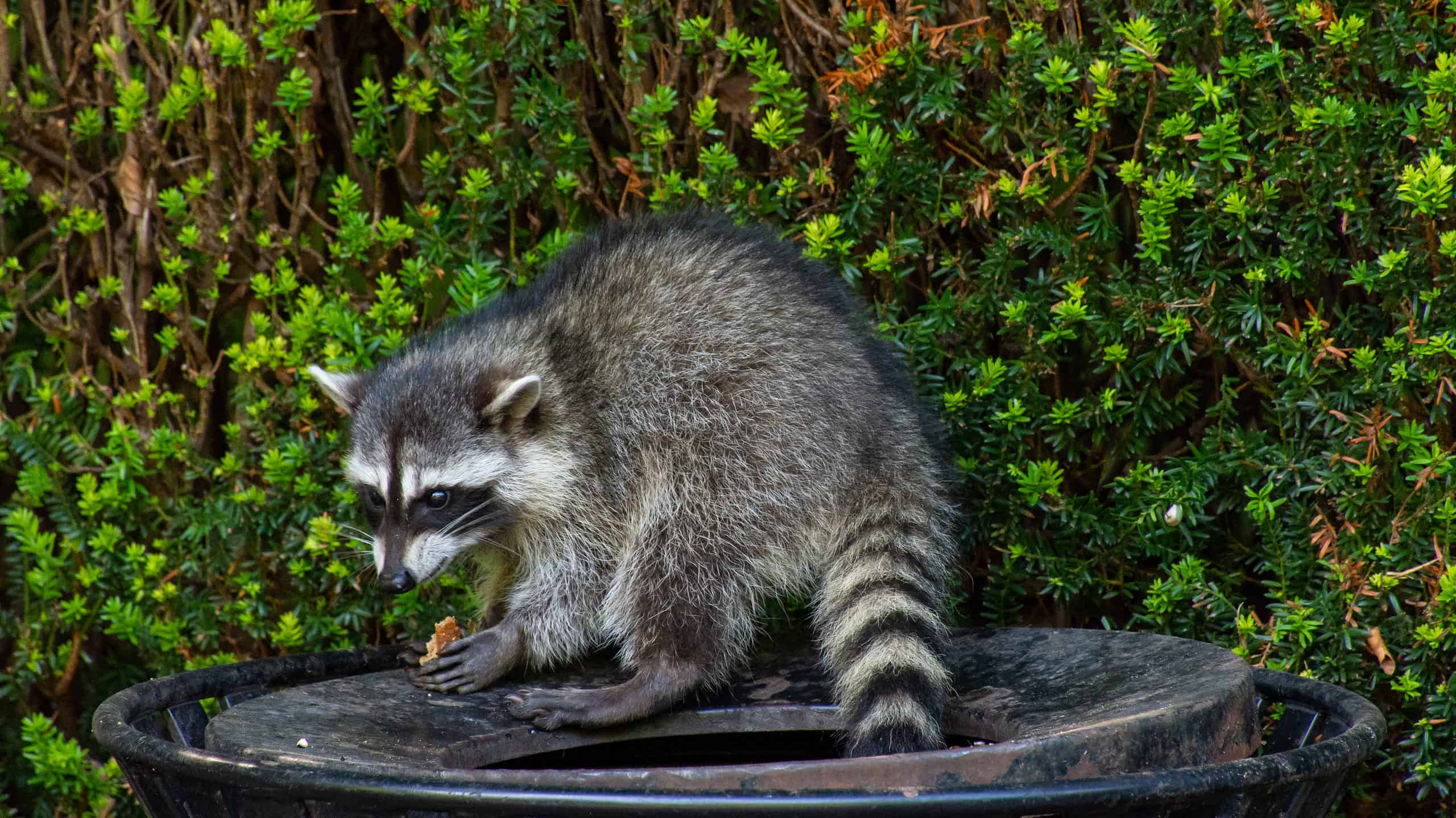 A raccoon steals food from the trash