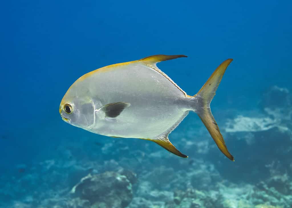 Permit Fish, Golden-yellow fins with big, black eyes are the most striking features of an permit.