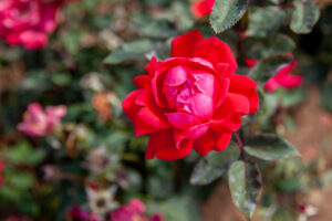 7 Fantastic Roses That Can Grow in South Dakota photo