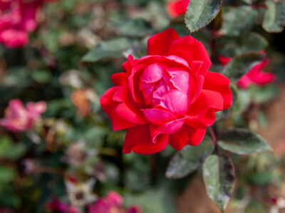 A 7 Fantastic Roses That Can Grow in South Dakota
