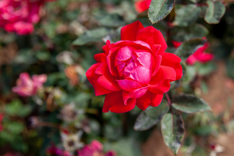 pink double knock out rose flower in the field.