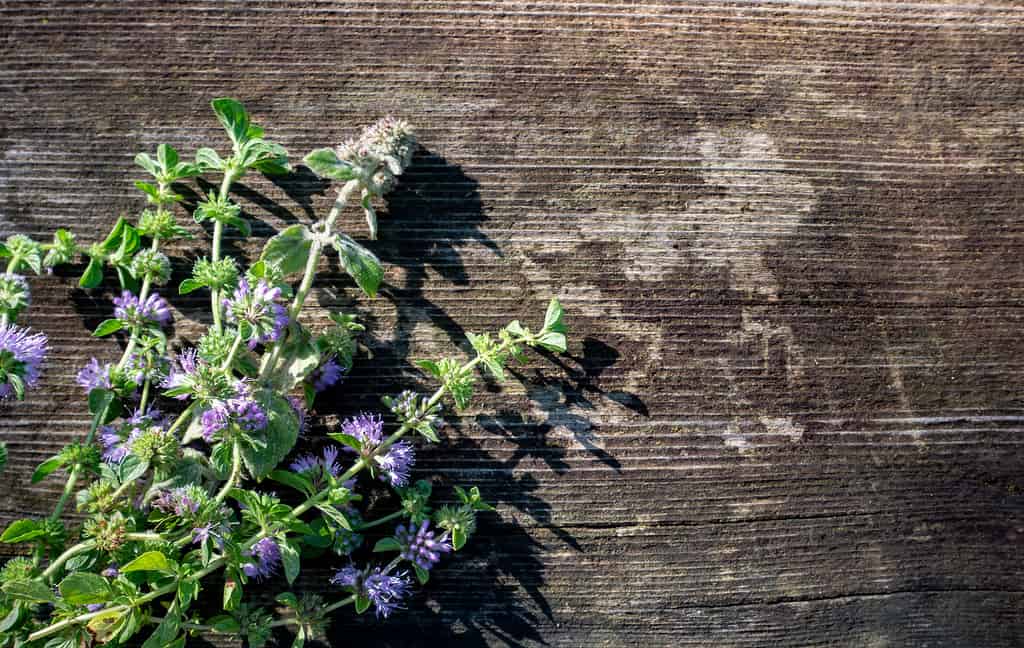Pennyroyal mint plant on a wooden background.