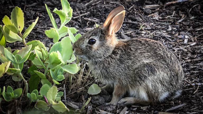 Baby Eastern Cottontail