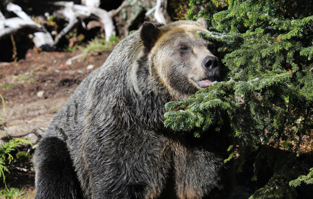 Closeup of Large Grizzly Bear