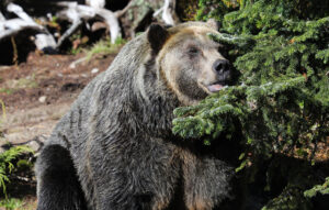 Beware of These 5 Bear Hotspots in Washington Picture