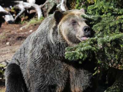 A Watch the Incredibly Tense Video of a Crafty Grizzly Bear Stalking a Man in the Woods