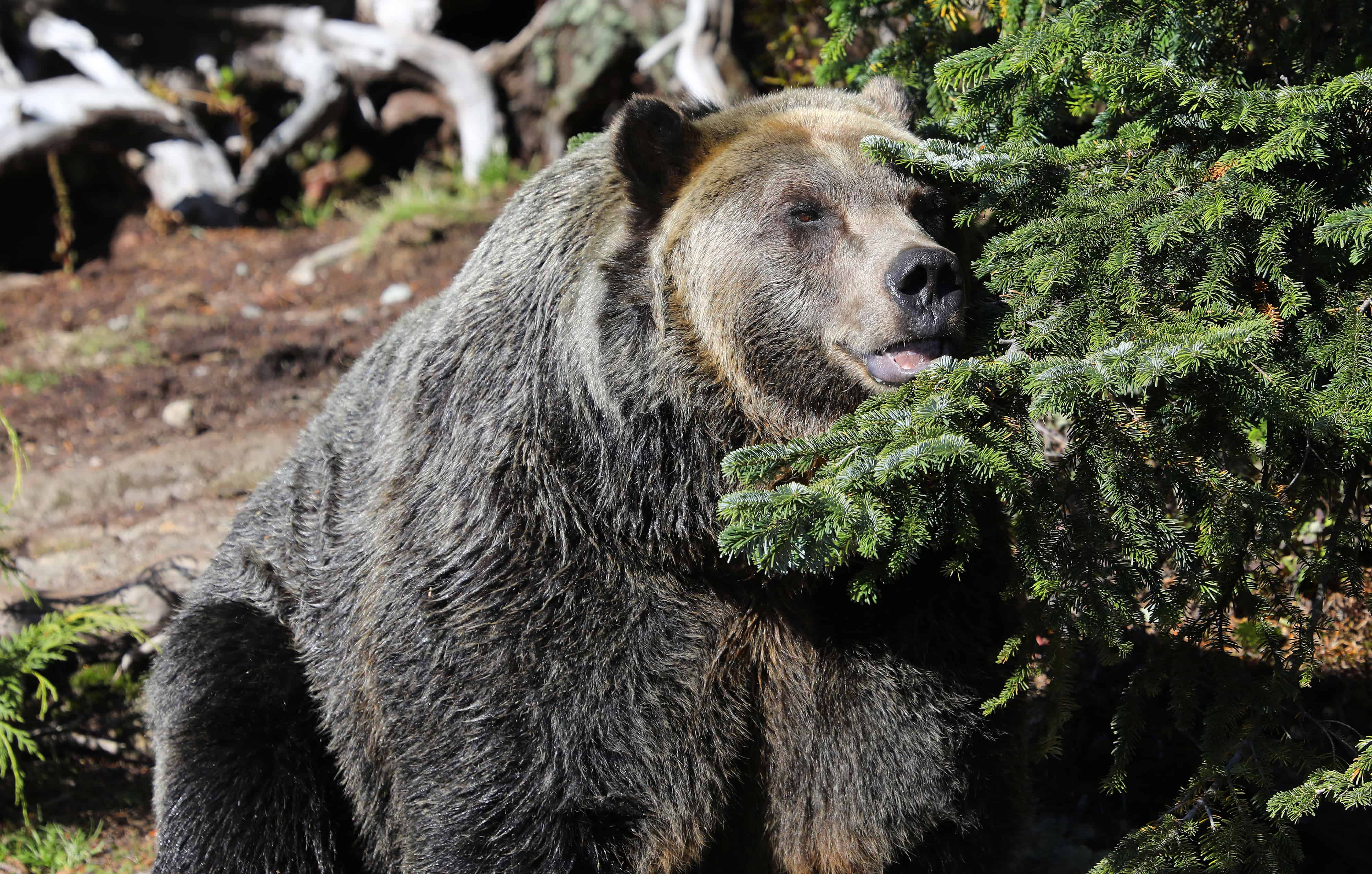 Bears In Montana