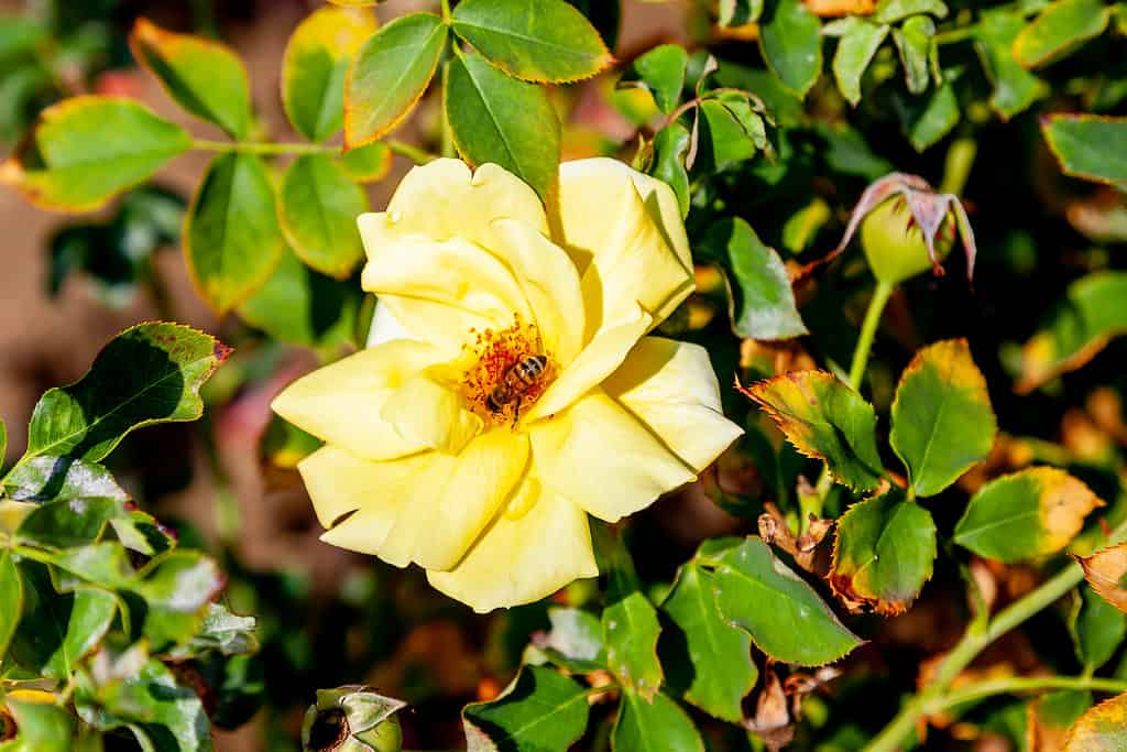 Carefree Sunshine rose flower in the field. Scientific name: Rosa 'Carefree Sunshine' . Flower bloom Color: yellow
