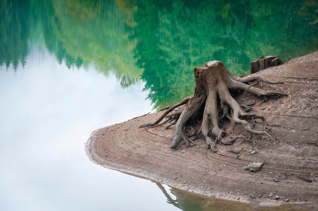 Tree Stump by Baker Lake in Washington