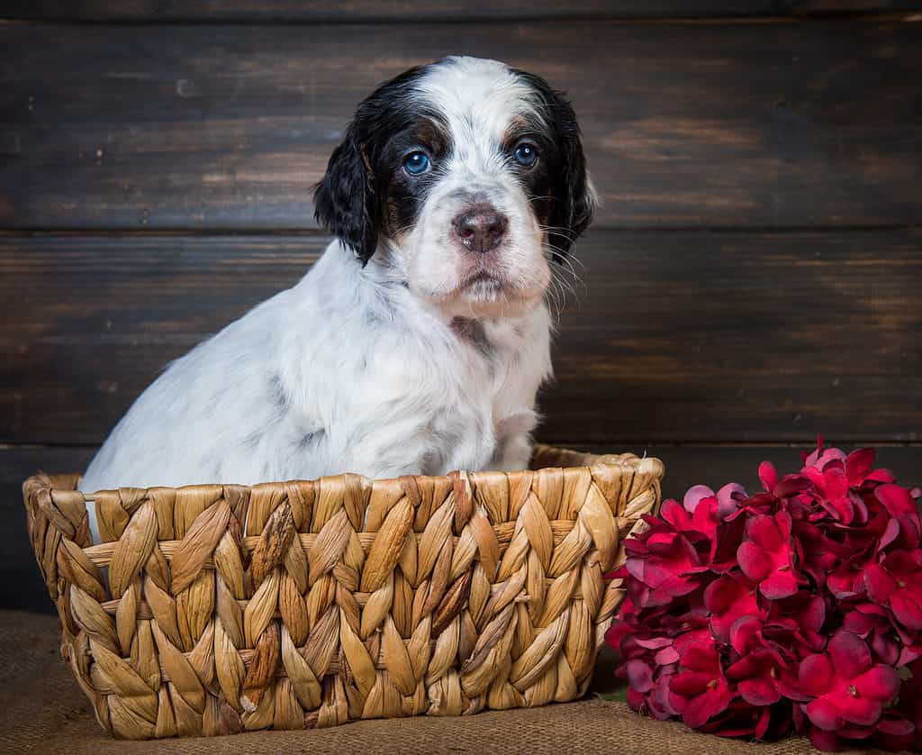 English Setter Puppy With Blue Eyes