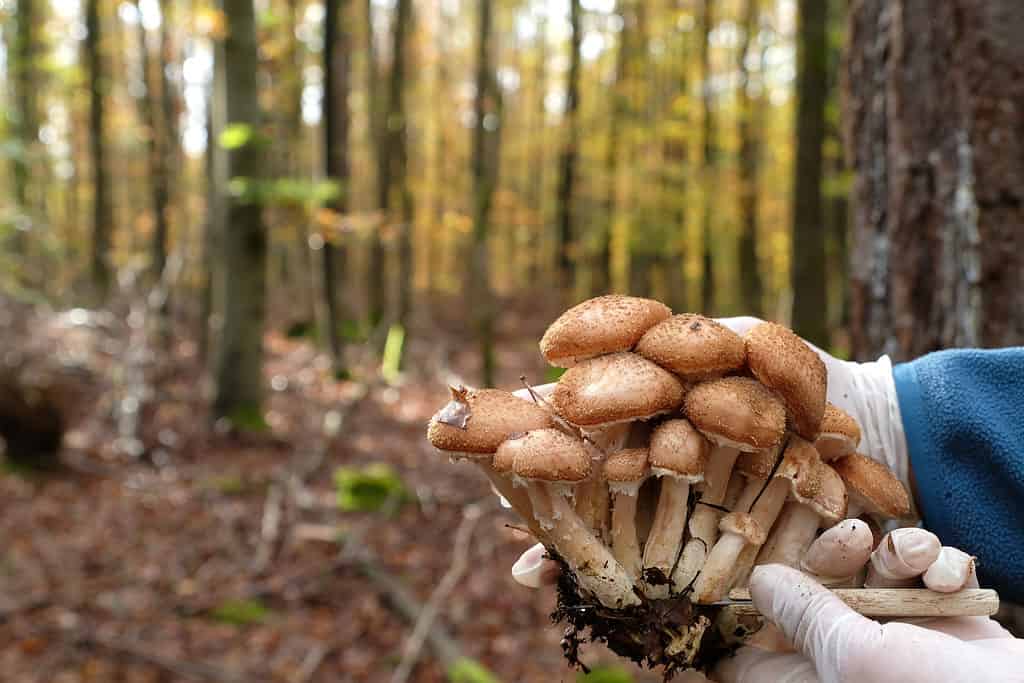 Mushroom foraging