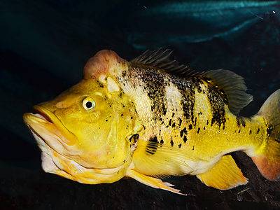 A Cichla ocellaris