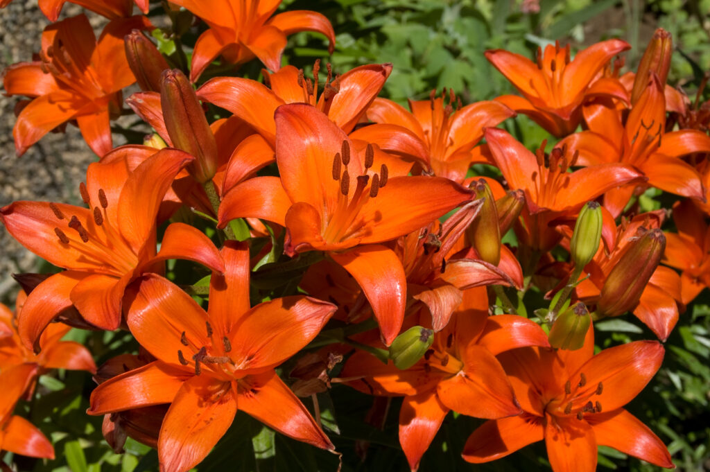 Asiatic Lily 'Brunello' (Lilium) is a beautiful red-orange flower