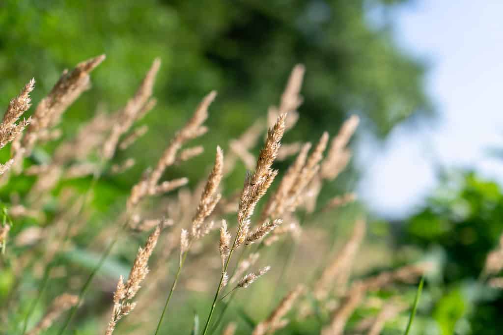 Redtop Grass - Allergy Season in Nebraska