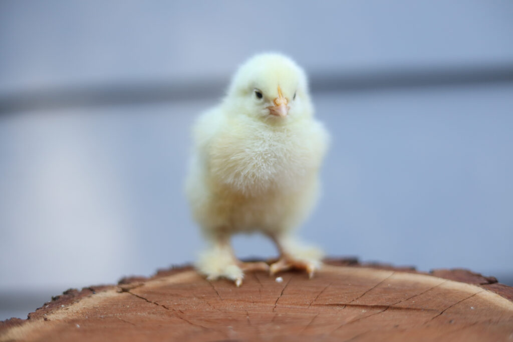 Baby Cochin chick with fluffy feet, perched on a piece of wood.