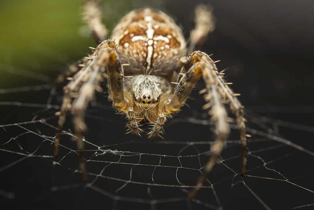 European garden spider, Araneus diadematus