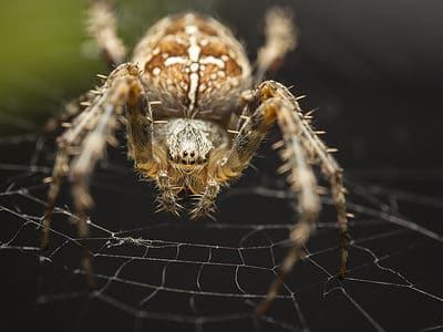 A Discover 7 Brown Spiders in Alabama