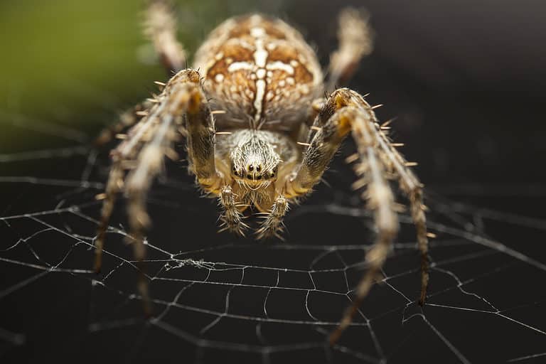 Discover 7 Brown Spiders In Alabama Az Animals