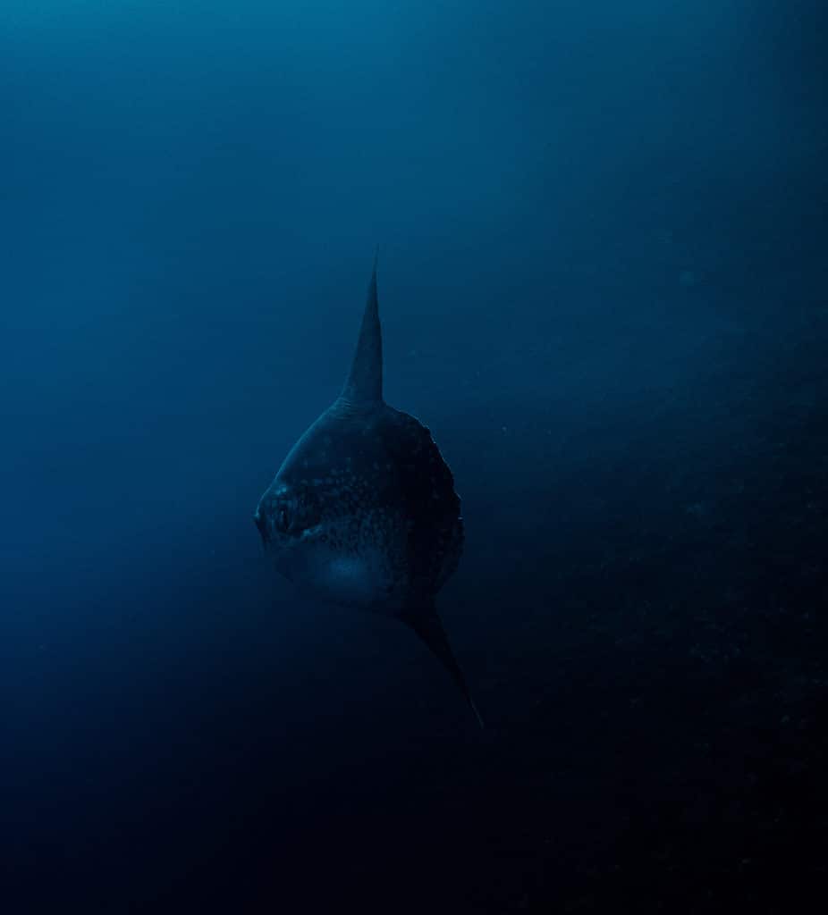 Mola Alexandrini alos known as Bump-head Sunfish swimming into the blue water of Nusa Penida, Indonesia.