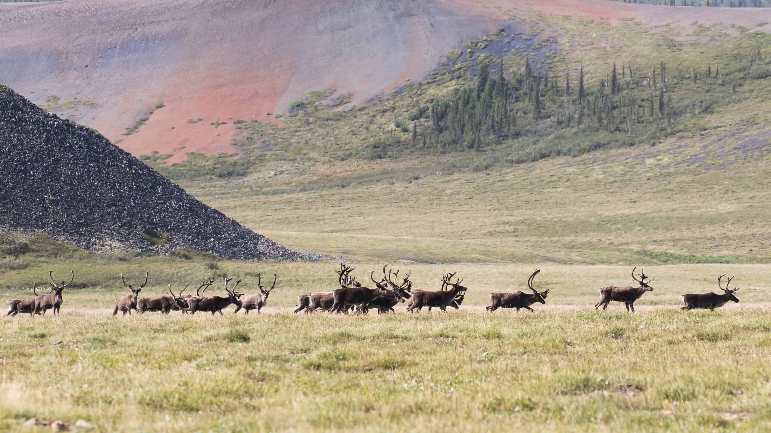 Barren-ground caribou herd