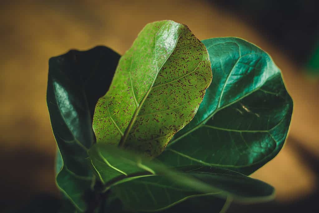 Fiddle Leaf Fig Tree With Brown Spots