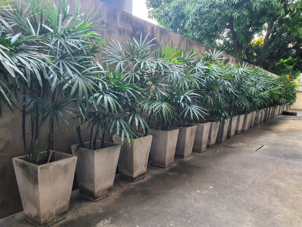 A row of potted Rhapis excelsa or lady palm plants against an outdoor wall.