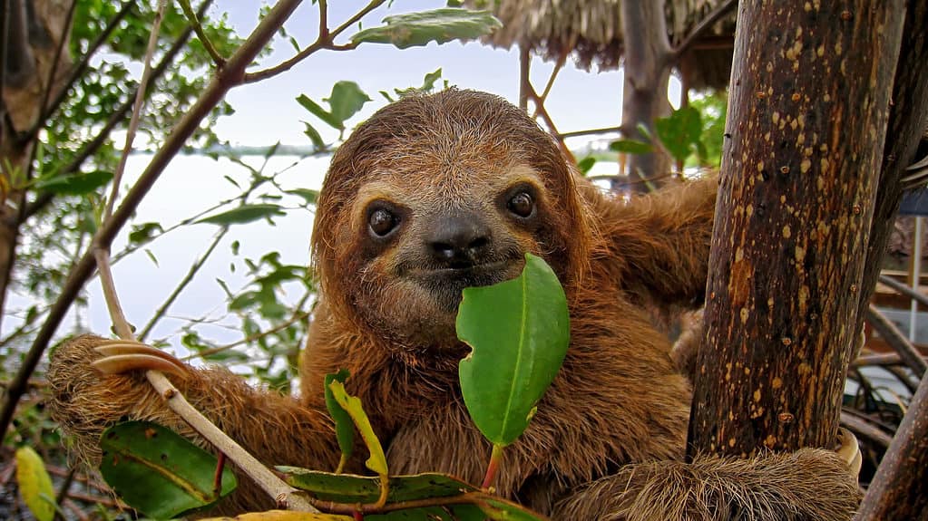 Bebé perezoso de tres dedos de garganta marrón en el manglar, Caribe, Costa Rica