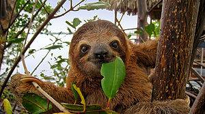 What Is a Group of Sloths Called? Picture