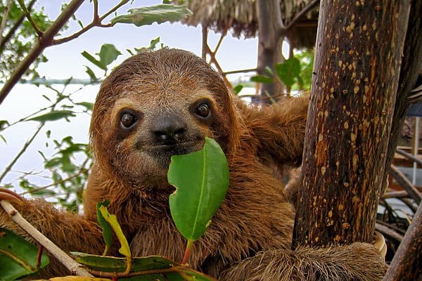 Baby Brown throated Three toed sloth in the mangrove, Caribbean, Costa Rica