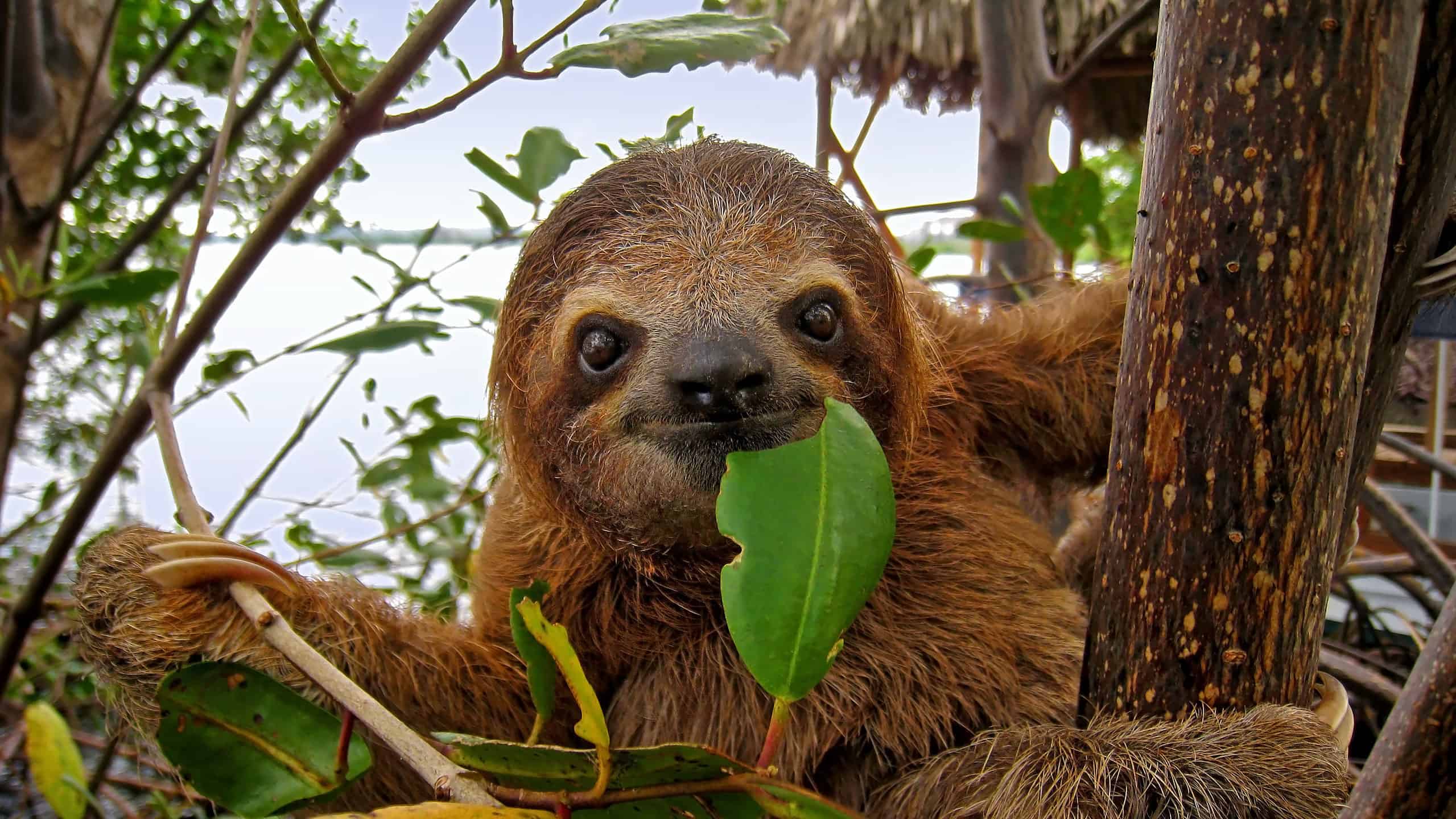 Baby Brown throated Three toed sloth in the mangrove, Caribbean, Costa Rica
