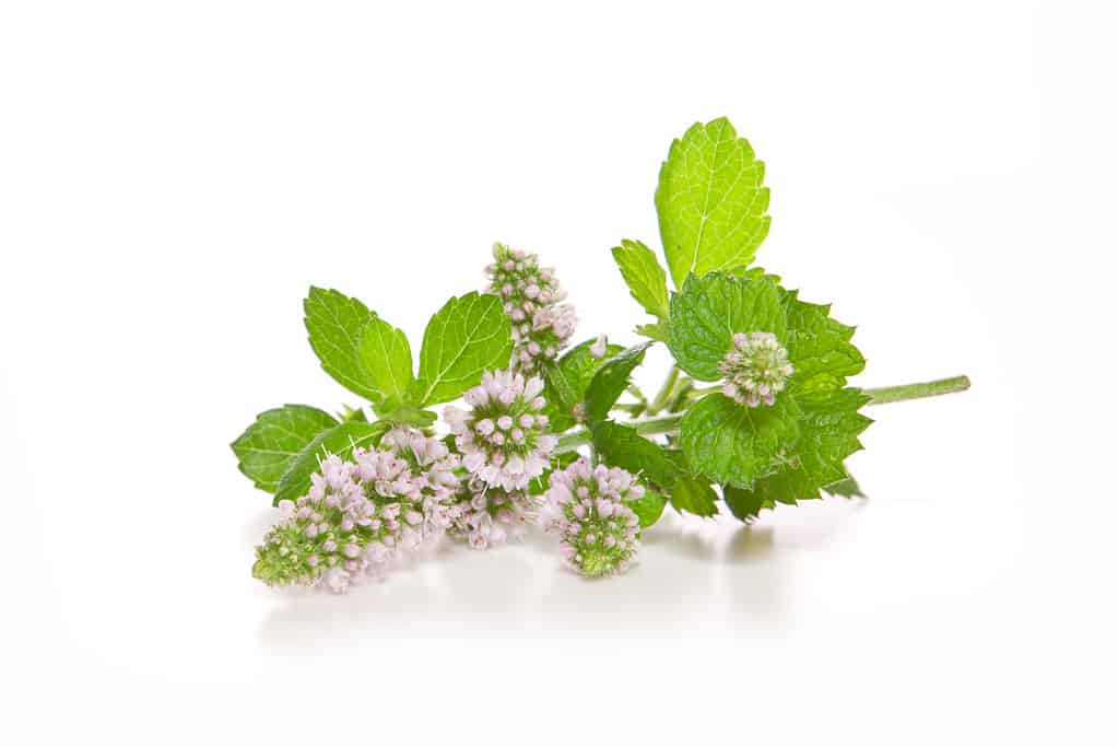 Peppermint plant isolated on white background.