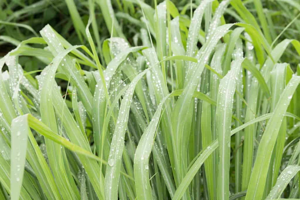 Johnson Grass - Allergy Season in Nebraska