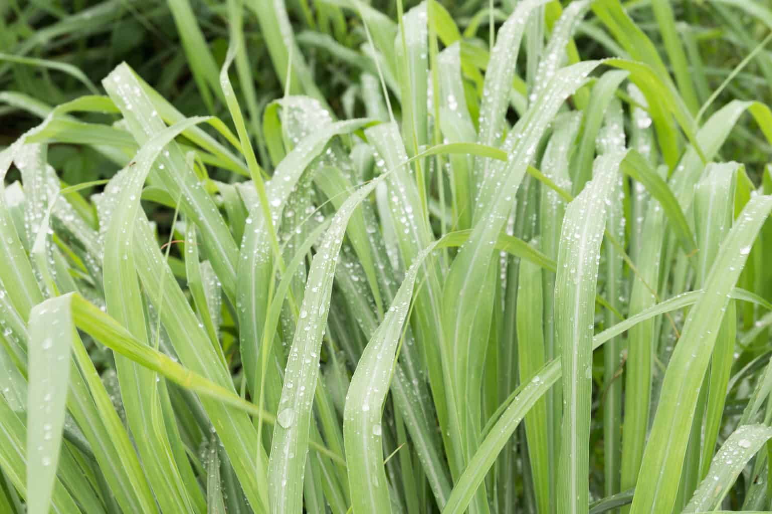 Five Common Weeds That Look Like Grass