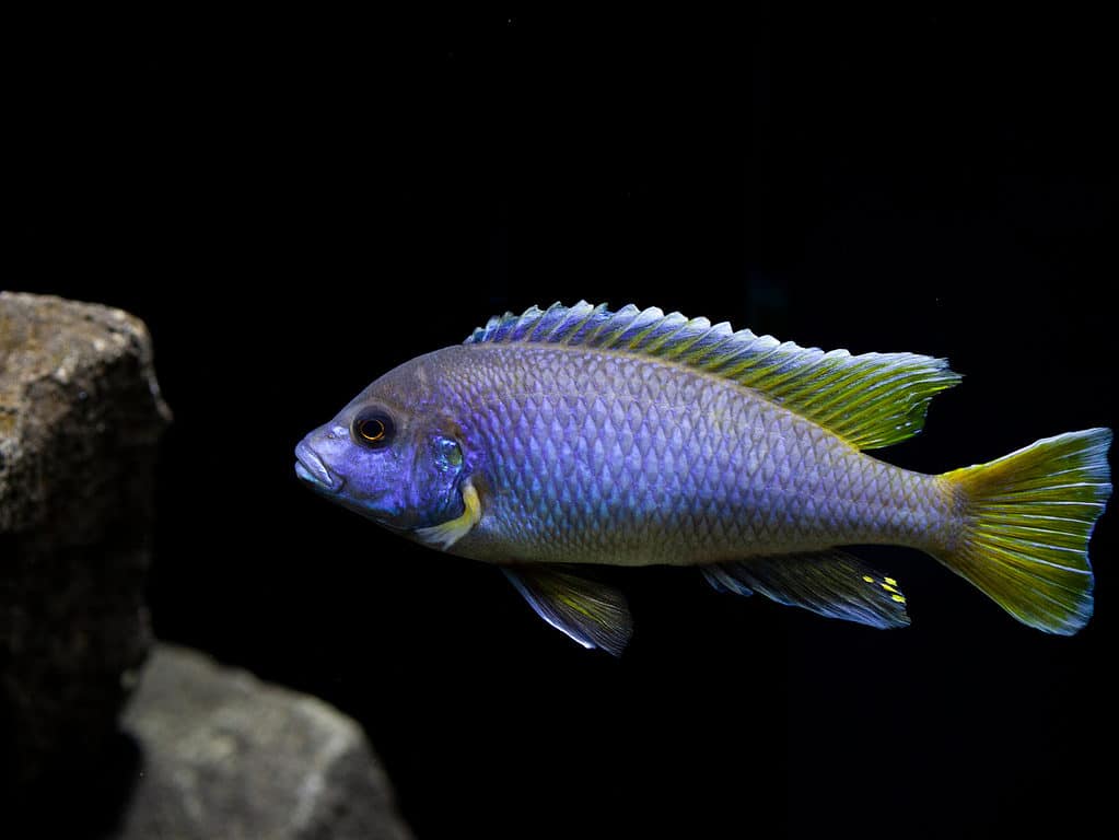 cichlid acei đuôi vàng