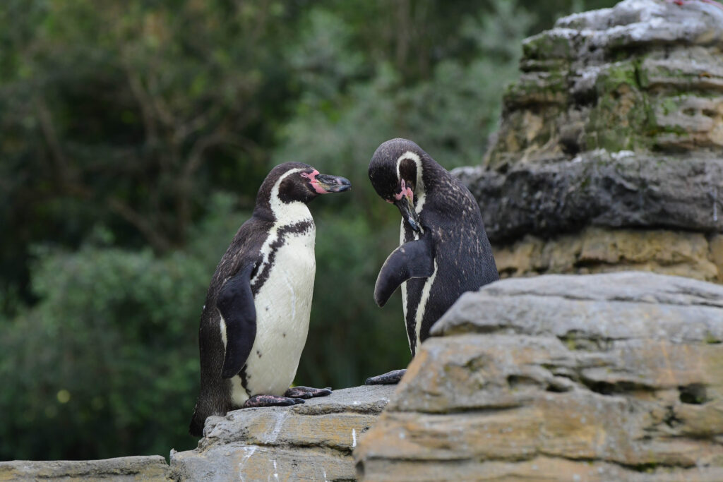 Penguins standing on a mound at the Woodland Park Zoo