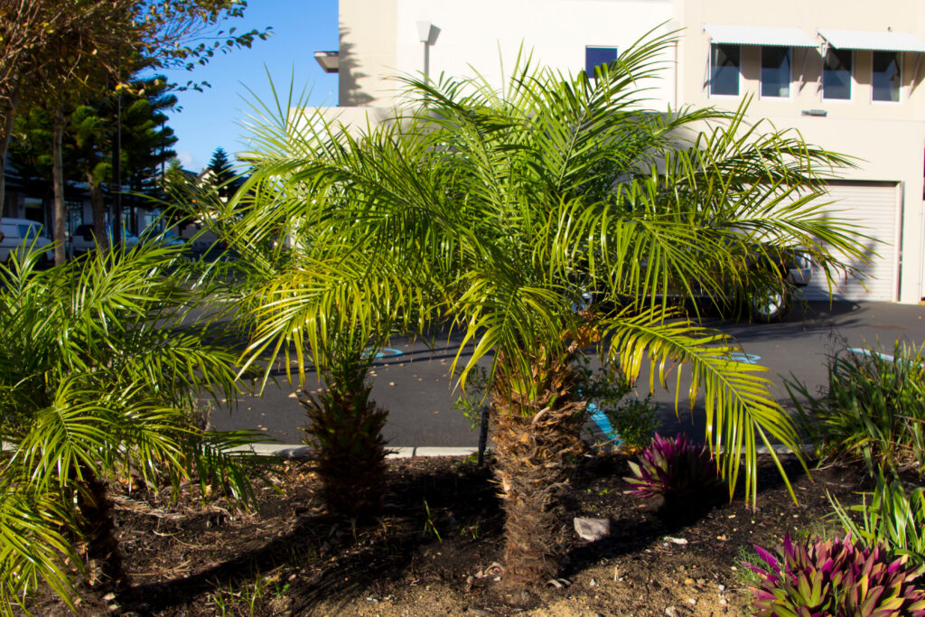 Pygmy Date Palm