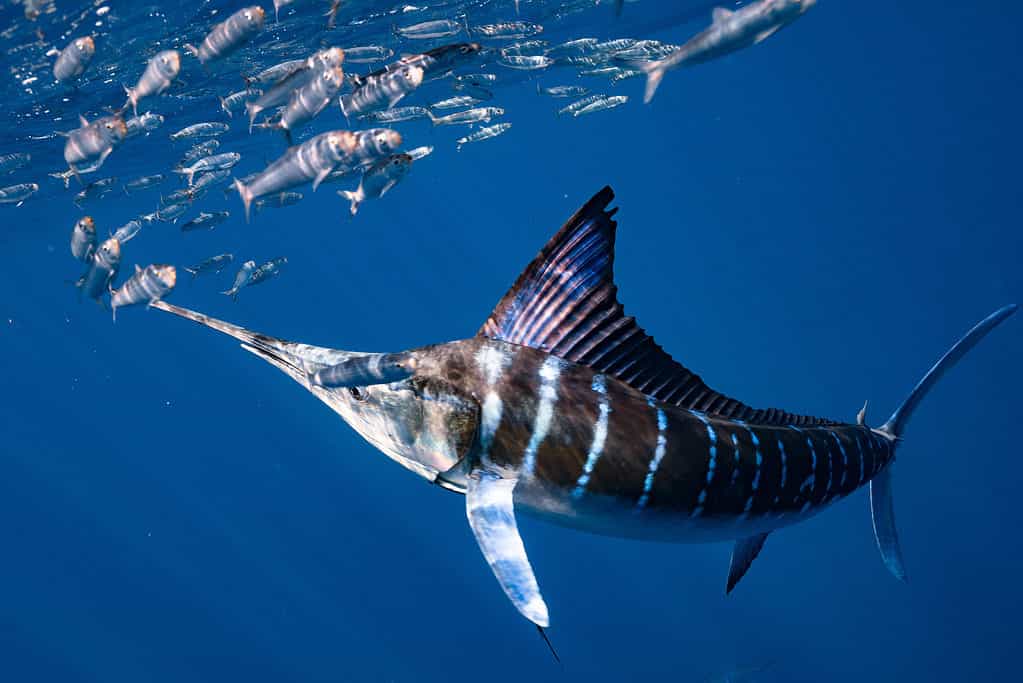 Striped-Marlin Mexico Baja California, Mexico