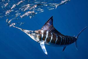 The Largest Striped Marlin Ever Caught in Washington was a Deep-Sea Marvel Picture