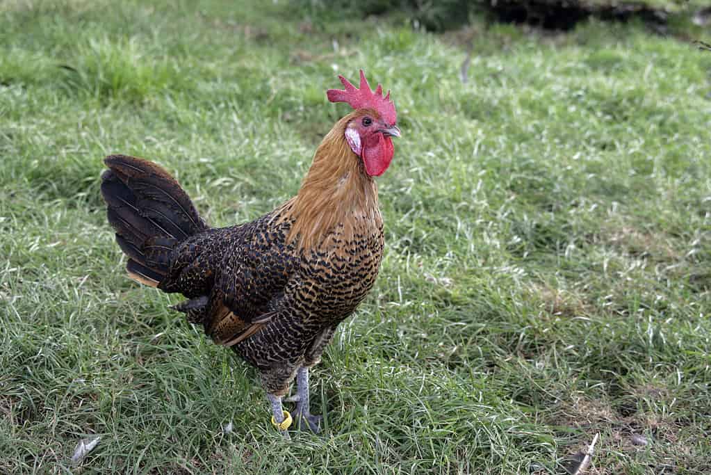 Golden Campine chicken stands on green grass.
