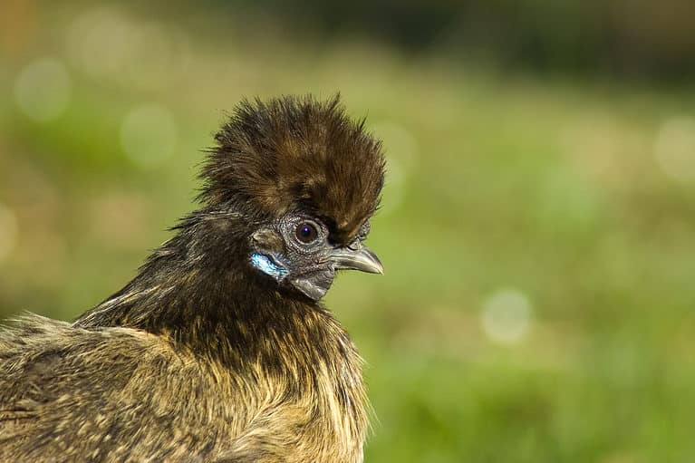 Chinese Silkie Chicken.