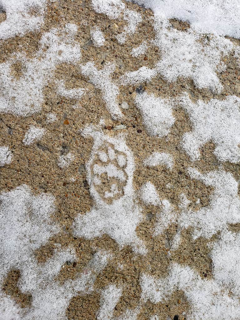 A skunk track in snow on pavement